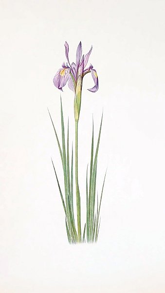 Iris montana