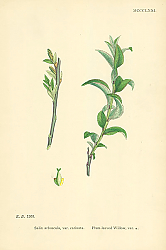 Постер Salix Arbuscula, var. carinata. Plum-leaved Willow 1