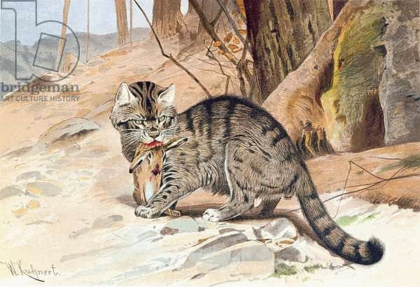 Wildcat, plate from 