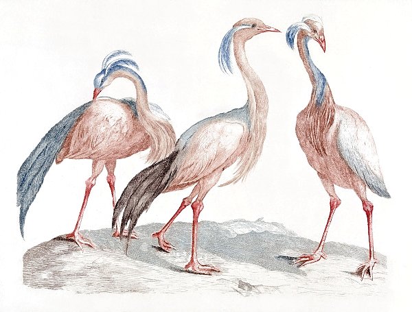 Самки журавлей