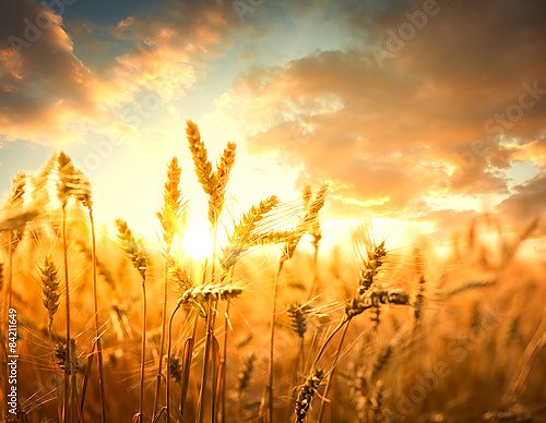 Пшеничное поле на золотом закате