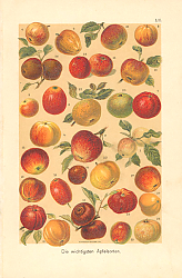 Постер Яблоки 1