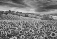 Черно-белое