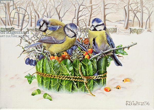 Blue Tits in Leaf Nest, 1996
