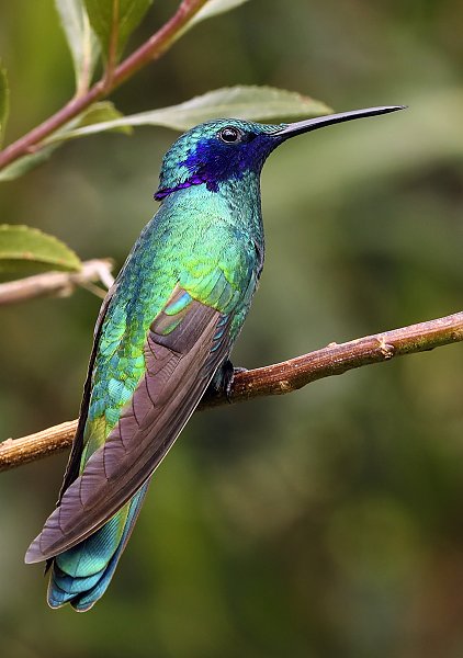 Красочная птичка колибри на ветке