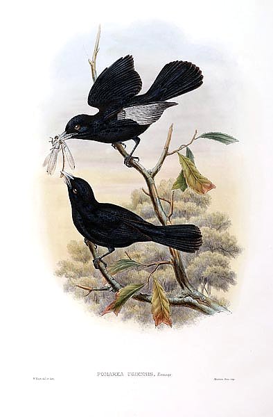Ugi-Island Flycatcher - Pomarea ugiensis