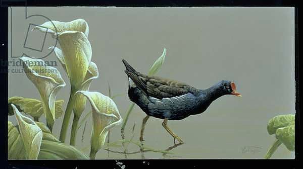 Moorhen and Arum Lily