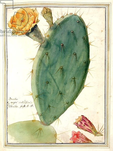 PD.115-1973. f38 Detail of Cactus with Orange Flower, c.1764