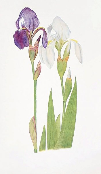 Iris albicans and Iris Madonna