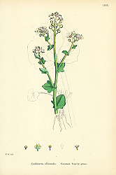 Постер Cochlearia Officinalis. Common Scurvy-grass.