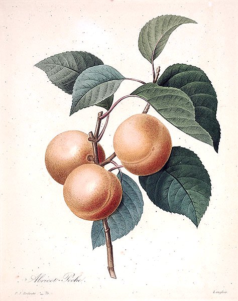 Персиковый абрикос