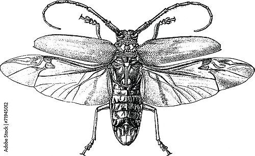 Ретро-иллюстрация с насекомым