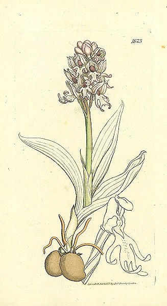 Sowerby Ботаника №22 1