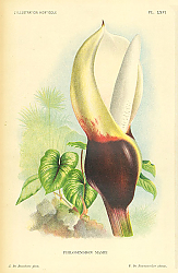 Постер Philodendron Mamei 1