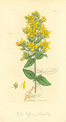 Постер Sowerby Ботаника №2