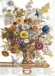 Постер Кастилс Питер November, from 'Twelve Months of Flowers', 1730 Постер Кастилс Питер November, from 'Twelve Months of Flowers', 1730