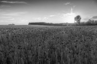 Черно-белое