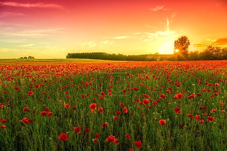 Сияние макового поля