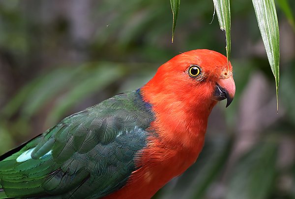 Красноголовый попугайчик