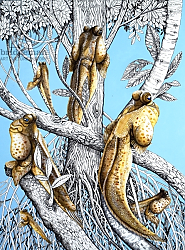 Постер Кэтрайт Уильям (животные) Fish Out of Water, from 'Nature's Kingdom' Постер Кэтрайт Уильям (животные) Fish Out of Water, from 'Nature's Kingdom'