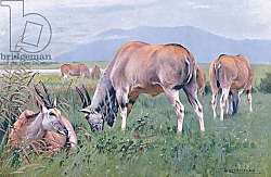Постер Кунер Вильгельм Eland, illustration from'Wildlife of the World', c.1910 Постер Кунер Вильгельм Eland, illustration from'Wildlife of the World', c.1910