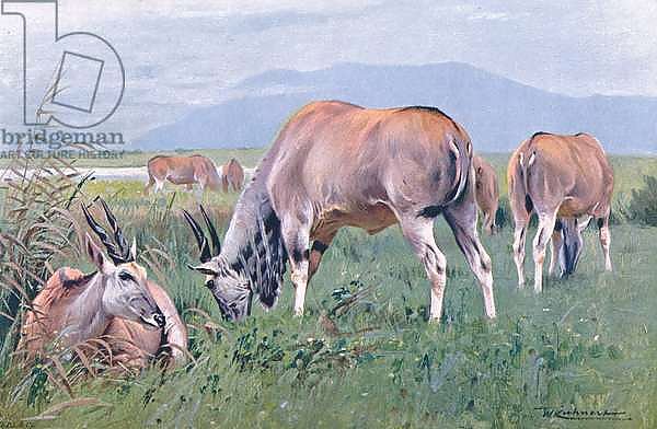 Eland, illustration from'Wildlife of the World', c.1910