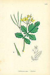 Постер Chelidonium majus. Celandine.