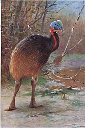 Постер Кунер Вильгельм Single Wattled Cassawory, illustration from'Wildlife of the World', c.1910 Постер Кунер Вильгельм Single Wattled Cassawory, illustration from'Wildlife of the World', c.1910