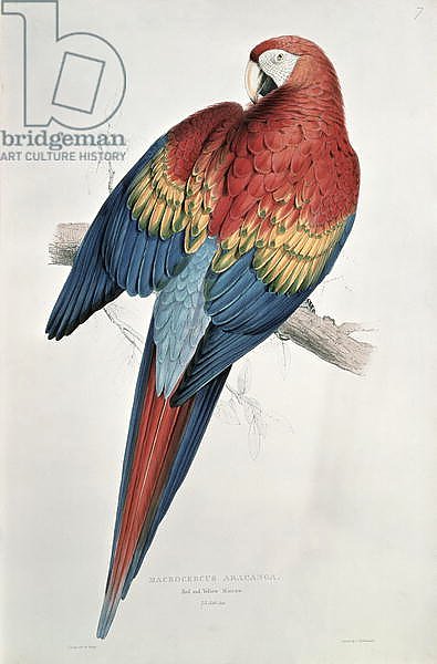 Постер Лир Эдвард Red and Yellow Macaw