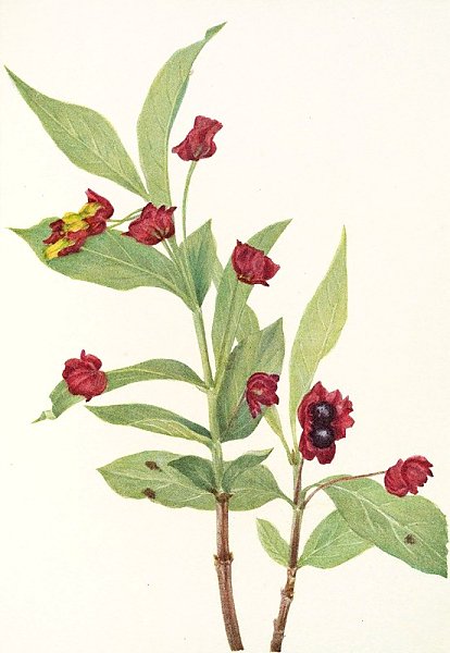 Bearberry Honeysuckle.