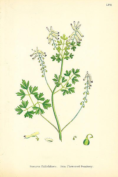 Fumaria Pallidiflora. Pale flowered Fumitory 1