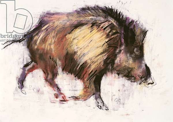 Wild Boar Trotting, 1999