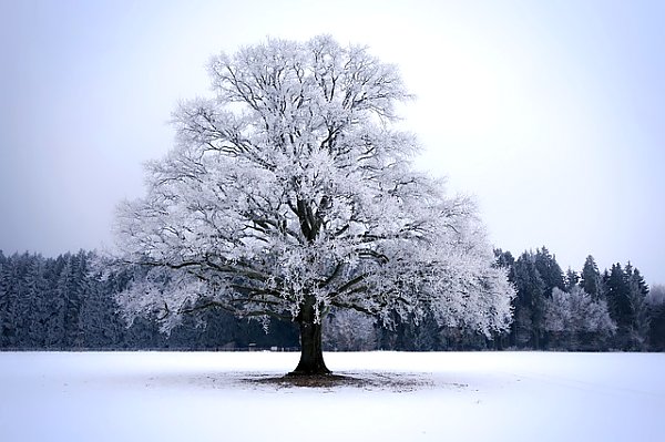 Белое дерево