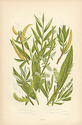 Постер Common White Willow, Yellow w. or Golden Osier, Dark Long Leaved w., Rosemary Leaved w. 1
