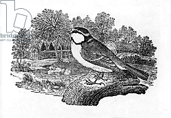 Постер Бевик Томас The Blue Titmouse, illustration from 'A History of British Birds' 1797 Постер Бевик Томас The Blue Titmouse, illustration from 'A History of British Birds' 1797