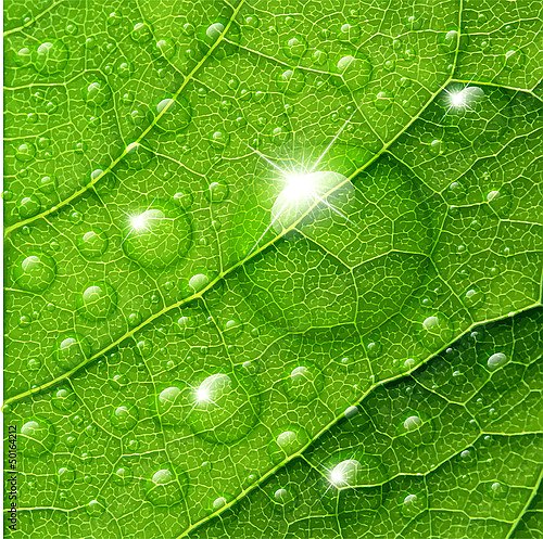 Блестящие капли росы на зеленом листе с прожилками