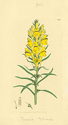 Постер Sowerby Ботаника №3
