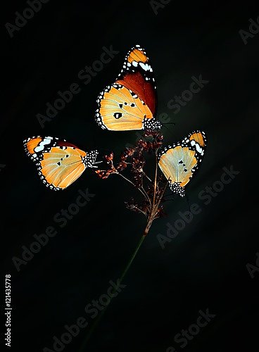 Обои для рабочего стола Синяя бабочка на чёрном фоне фото - Раздел обоев: Бабочки