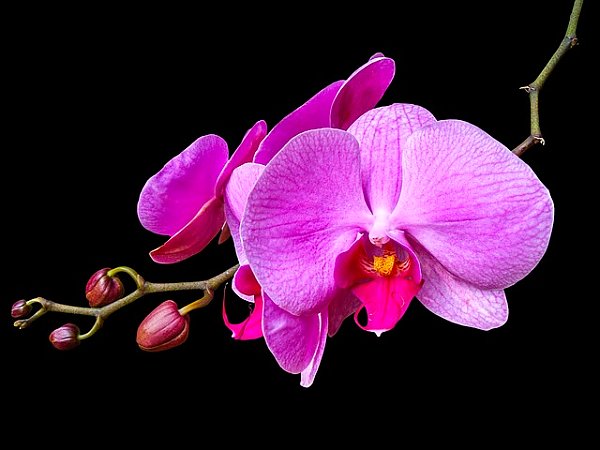 Розовая орхидея на черном