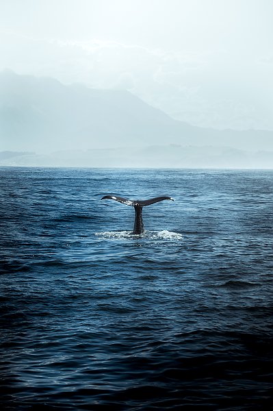 Хвост кита в океане