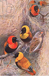 Постер Кунер Вильгельм Weaver Birds, illustration from'Wildlife of the World', c.1910 Постер Кунер Вильгельм Weaver Birds, illustration from'Wildlife of the World', c.1910