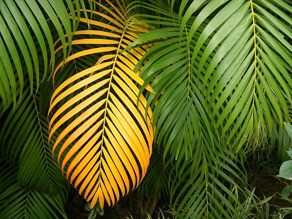 Желтый пальмовый лист