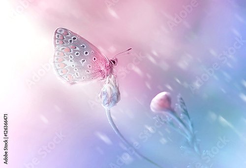 Нежная элегантная бабочка на цветке