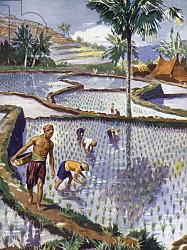 Постер Кэмпбелл Джон Ф. Growing rice in terraced paddy fields in the Far East Постер Кэмпбелл Джон Ф. Growing rice in terraced paddy fields in the Far East