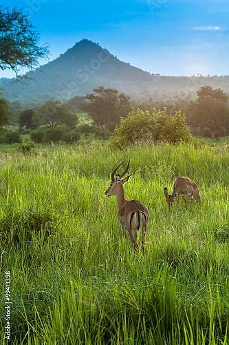 Антилопа, парк Серенгети, Танзания
