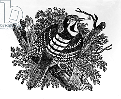 Постер Бевик Томас The Barred Woodpecker, illustration from 'The History of British Birds' 1797 Постер Бевик Томас The Barred Woodpecker, illustration from 'The History of British Birds' 1797