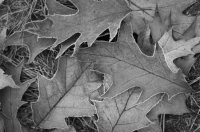 Черно-белое