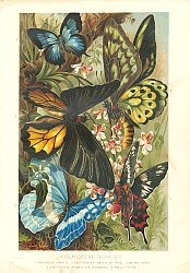 Постер Бабочки 3