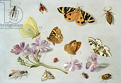 Постер Кессель Ян Butterflies, moths and other insects with a sprig of periwinkle Постер Кессель Ян Butterflies, moths and other insects with a sprig of periwinkle