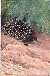 Постер Кунер Вильгельм Spiny Ant-Eater, illustration from'Wildlife of the World', c.1910 Постер Кунер Вильгельм Spiny Ant-Eater, illustration from'Wildlife of the World', c.1910
